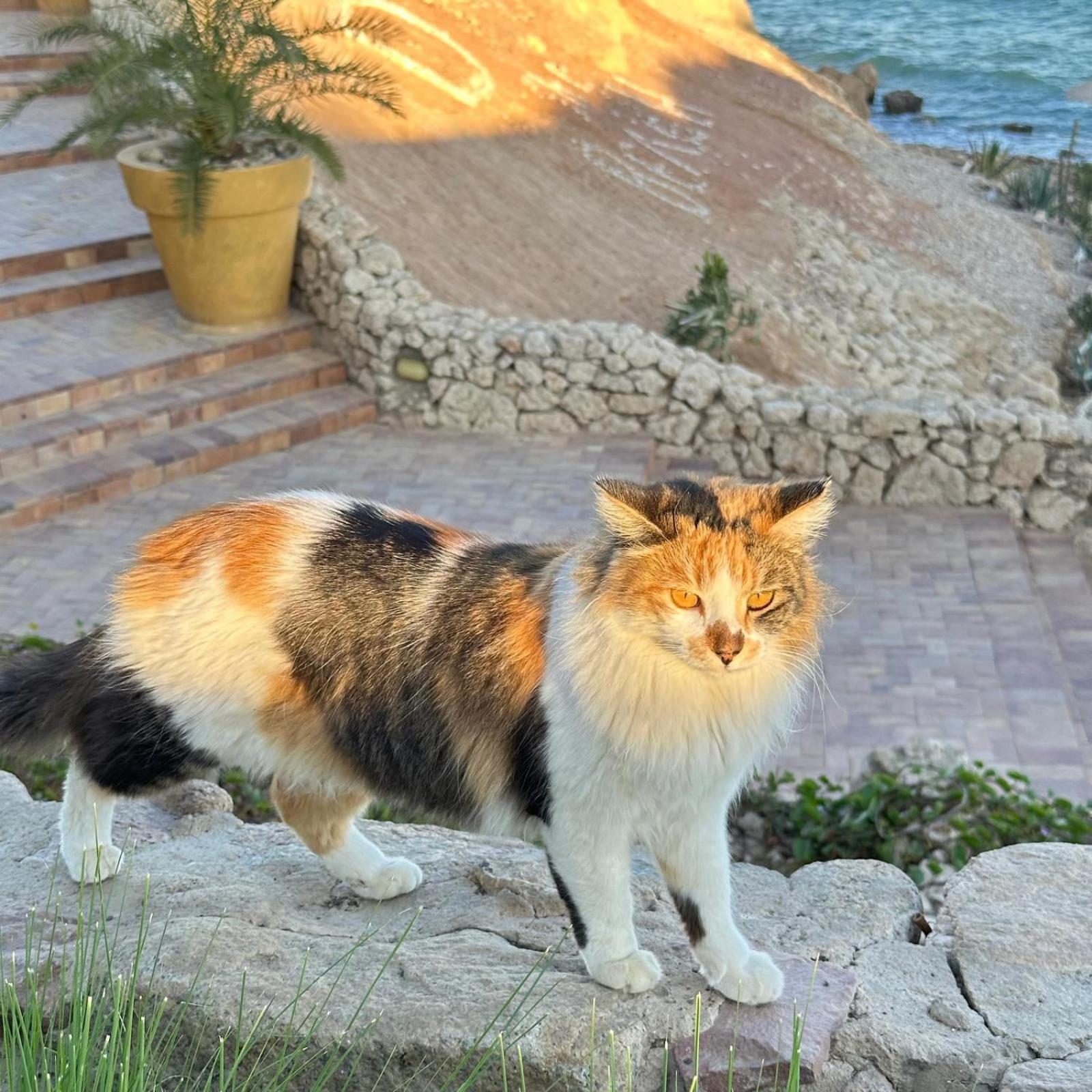 Privata Anita Con Balcone,aquamarine Al Domina Coral Bay, Resort, Diving, & Casino Apartmán Šarm aš-Šajch